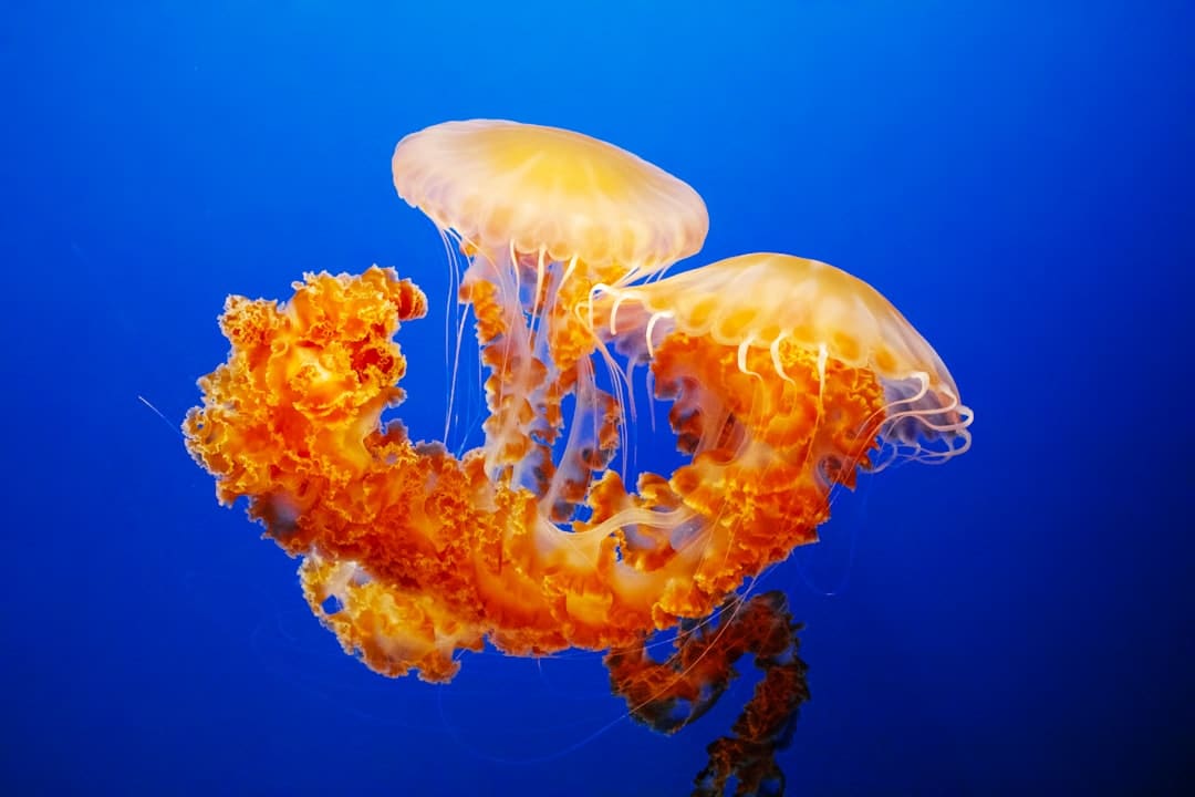 成都车展欧拉以浪漫致初心